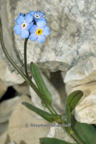 myosotis alpestris 2 graphic
